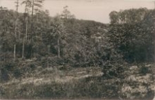 Gruss aus dem Massiner Wald. Am Jourdan (lauien Dolgen)