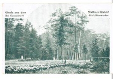 Gruss aus dem Am Cannenhorst : Massiner Walde först. Kienwerder