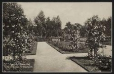 Landsberg (Warthe), Rosengarten im Stadtpark