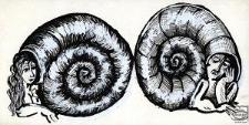[Ilustracja prasowa - muszle]